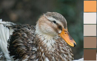 Beautiful colorful wild duck (Anas, Anseriformes, Mallard) waterbird. Color palette swatches, natural combination of warm brown, beige, grey and orange colors, inspired by nature.