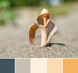 Close up rapana venosa seashell with hole on the sand at the beach. Color palette swatches, natural...