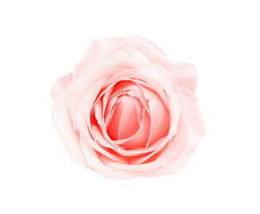Ling pink rose flower  top view isolated on white background ,  clipping path