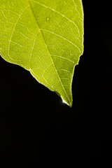 water drop on green leaf
