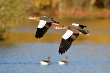 Kazarki egipskie w locie. Egyptian goose ( Alopochen aegyptiaca) in flight.