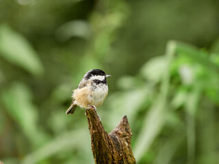 A moulting Marsh Tit perched on an old branch