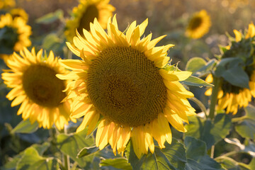 field of sunflowers