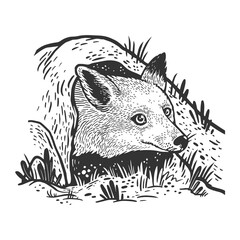 fox looks out of hole sketch raster illustration