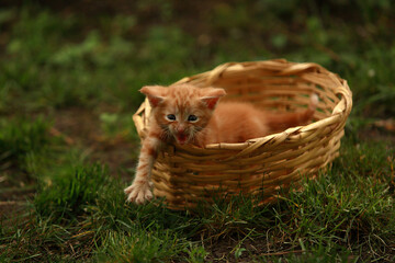 Fototapeta na wymiar Red kitten in a wicker basket on the street among the grass.