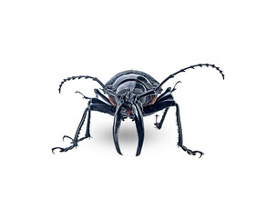 black Stem-boring grub on white background,isolated