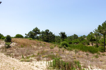 Fototapeta na wymiar Sand dunes with pine trees forest a few steps away from the beautiful beach of Cabedelo in Viana do Castelo, Portugal.