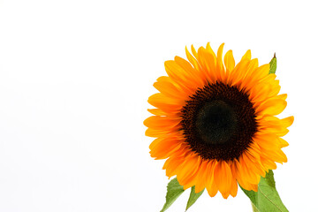 Sunflower head closeup on the white background.