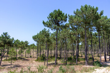 Sand dunes with pine trees forest a few steps away from the beautiful beach of Cabedelo in Viana do Castelo, Portugal.
