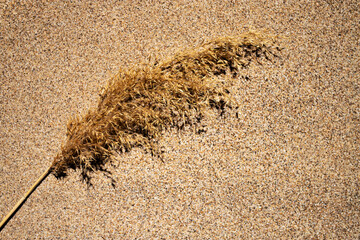 Delicate background for design. Dry branch with a shadow on the sea sand. Place for text. Flat lay.