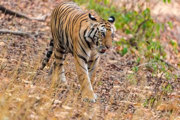 Fototapeta na wymiar Great Bengal Tiger male in their nature habitat. Close Up of Tiger walk. Wildlife scene with Danger Animal. Hot summer in India. Dry area with beautiful Indian Tiger, Panthera Tigris