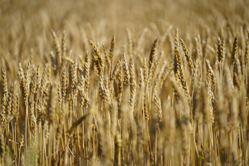 Fototapeta premium 小麦畑