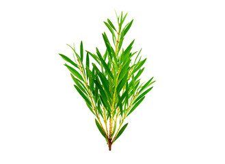 Melaleuca (Tea Tree) Isolated on White Background.