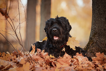 black russian terrier in autumn park - obrazy, fototapety, plakaty