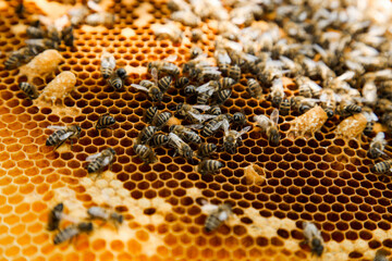 Golden honeycomb with bees