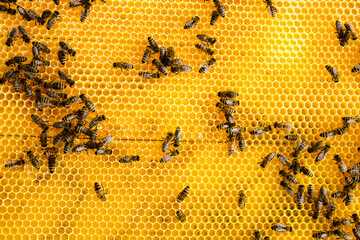 Golden honeycomb with bees