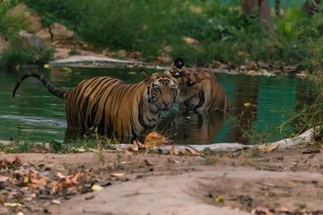 Great Bengal Tiger male in their nature habitat. Close Up of Tiger walk. Wildlife scene with Danger Animal. Hot summer in India. Dry area with beautiful Indian Tiger, Panthera Tigris