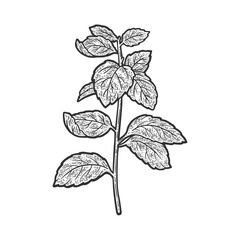 Mint Mentha plant sketch engraving vector illustration. T-shirt apparel print design. Scratch board imitation. Black and white hand drawn image. © Oleksandr Pokusai