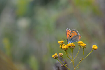 Small grey and orange butterfly in the wild on a yellow plant