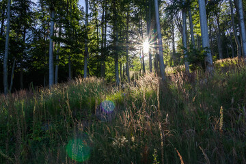 Sun rays shine through nice czech forest. Ore mountain, Czech landscape, outdoor background