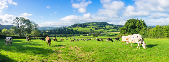 A herd of dairy Holstein cattle grazing in field allong the Wye Valley in the peak District of...