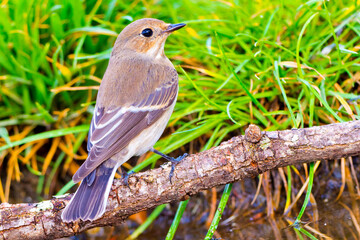 Pied Flycatcher, Ficedula hypoleuca, Forest Pond, Mediterranean Forest, Castile and Leon, Spain,...