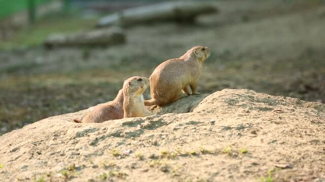 A group of prairie dogs (Cynomys ludovicianus) peeking out of a burrow Black-tailed prairie dog.