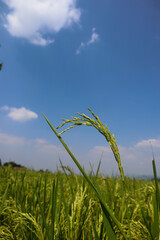 rice wallpaper is isolated blue sky which is slightly cloudy