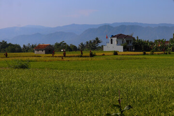 rice field landscape that is still green with a mountain background