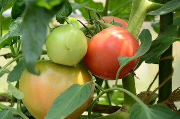 菜園のトマト