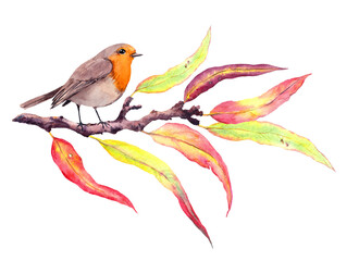 Cute robin bird at autumn branch, abstract leaves. Watercolor