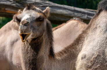 close up view of a resting camel with open mouth