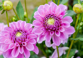 pink dahlia flowe in gardenr