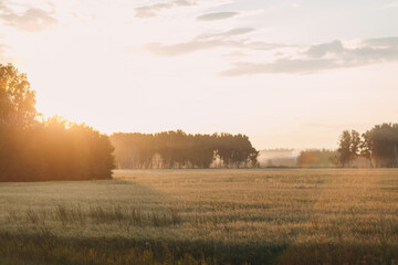 Agricultural field of rye and barley on sunrise. Rich harvest concept