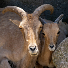 close up view of a barbary sheep mother and young lamb