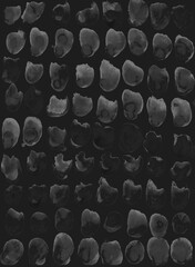 Animal print with dots and feathers. Simple black watercolor boho background, seamless pattern. Scandinavian style, design for wallpaper, fabric, textile, wrapping paper.