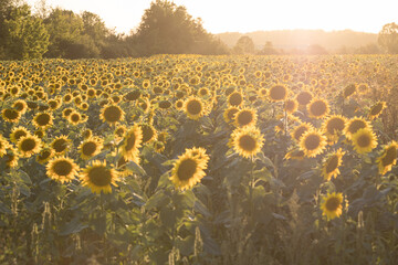 Obraz premium field of sunflowers
