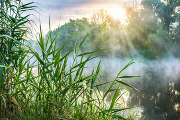 Reeds on river bank