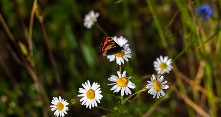 Bright colored beautiful butterfly with folded wings sits on medicinal chamomile flower. Colorful summer photo with blurred background, closeup. Moth and bunch of pharmaceutical daisies on green field