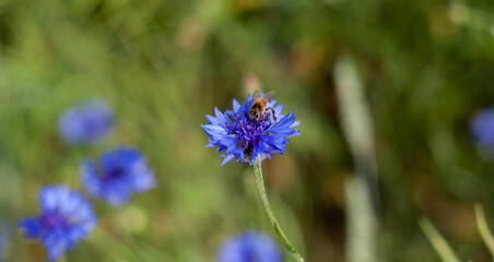Bee is sitting on cornflower closeup photo with blurred background. Beautiful flower of blue cornflower on green field. Collecting nectar by bees for honey production. Traditional alternative medicine