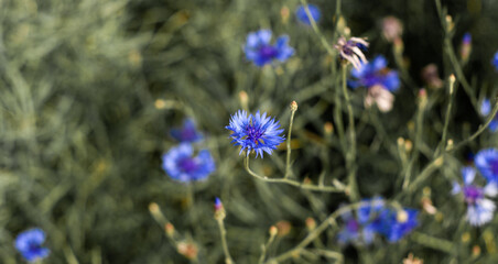 Blue cornflower flower on dark green field in Russia. Summer landscape in nature with blue cyanus field on sunny day, wallpaper, background of centaurea flower. Wildflowers. Banner for web site