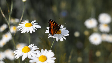 Bright colored beautiful butterfly sits on medicinal chamomile flower. Colorful summer photo with blurred background, closeup. Moth and bunch of pharmaceutical daisies on dark field. Banner web site