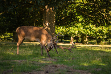 Amazing deer stag with majesty antlers portrait in the nature