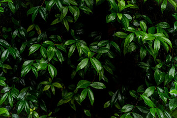 Textura de hojas verdes y sombras