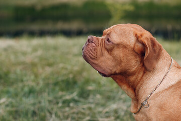 Portrait profile Dogue de Bordeaux. Dog mastiff pet