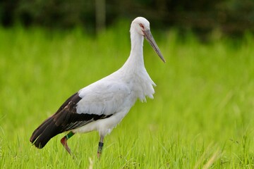 コウノトリ