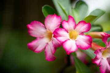 A pink flower close up