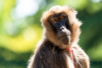 close up view of a geleada baboon or bleeding-heart monkey