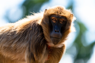 Obraz premium close up view of a geleada baboon or bleeding-heart monkey