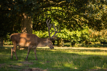 Amazing deer stag with majesty antlers portrait in the nature